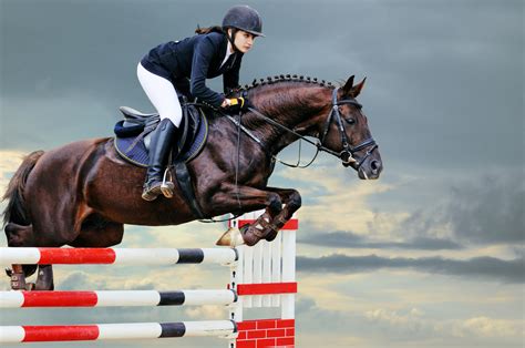 Best Horse Breeds for Show Jumping – Equestrian Space