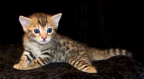 Serengeti Cat Info, Temperament, Care, Training, Pictures