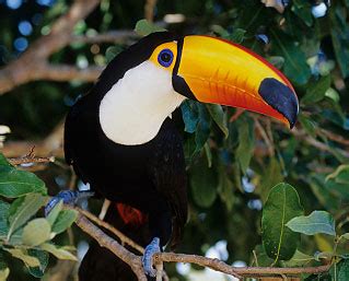 Toco Toucan Facts for Kids