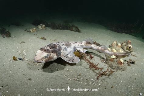 Australian Swellshark - Cephaloscyllium laticeps