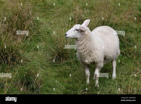 Schaf / Sheep / Ovis Stock Photo - Alamy