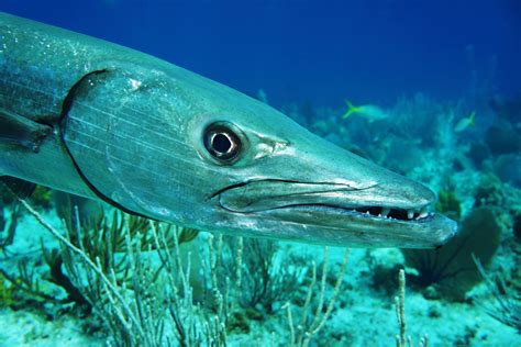 Interesting Facts About Barracuda Fish You Can't Afford to Miss ...