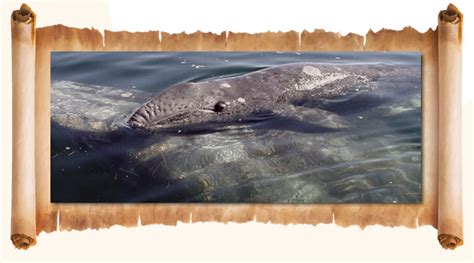 Gray Whale Watching Guide - Baja Ecotours