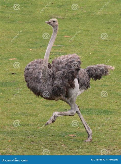 Running ostrich stock image. Image of massai, mara, bird - 21581897