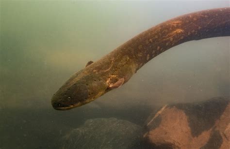 Electric Eel Species With Most Powerful Shock Ever Discovered in Amazon ...