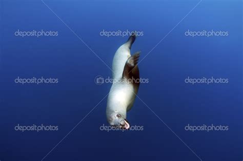 California Sea Lion Stock Photo by ©thediver123 25498307