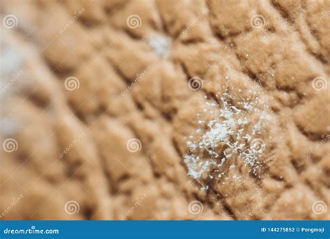 Mold Spores Grown on the Skin of the Leather Stock Photo - Image of ...