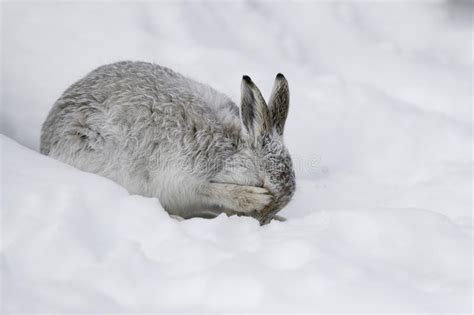 Surviving the winter stock image. Image of colours, lepus - 135064793