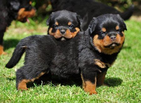 German Dog Breeds: Rottweiler - German Culture