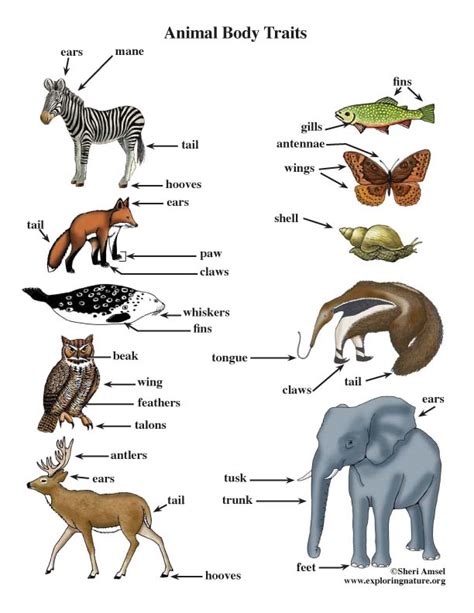 Animal Traits Poster