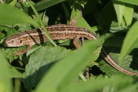 Sand Lizard (Lacerta Agilis) | AZAnimals.com