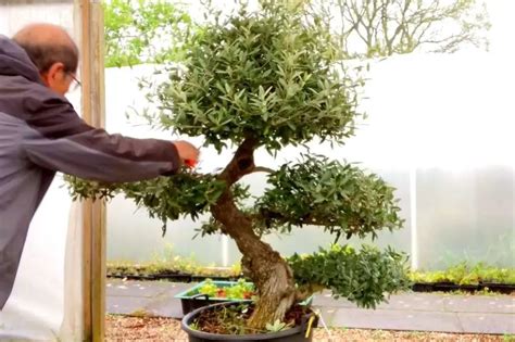 Bonsai Olive Tree Care Guide: Indoor & Outdoor Care