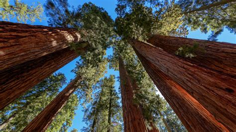 Case Study: Sequoia & Kings Canyon National Parks · National Parks ...