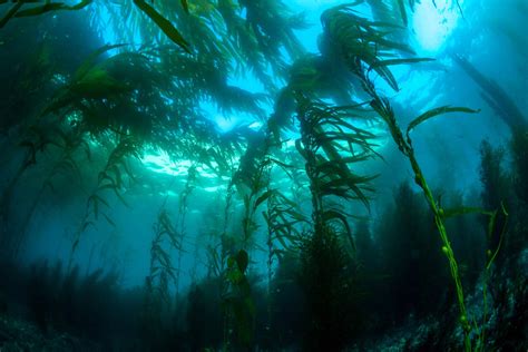 6 Unusual Facts About La Jolla Kelp Forest - Blog