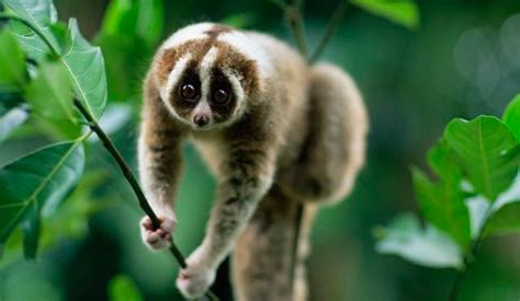 Slow Loris - facts and info