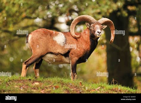 Mouflon (Ovis musimon, Ovis gmelini musimon, Ovis orientalis musimon ...