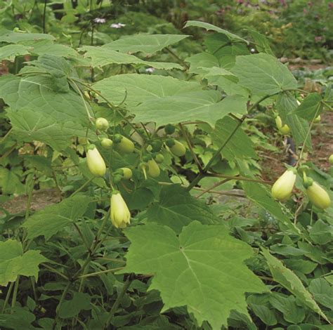 Kirengeshoma palmata - Van Berkum Nursery