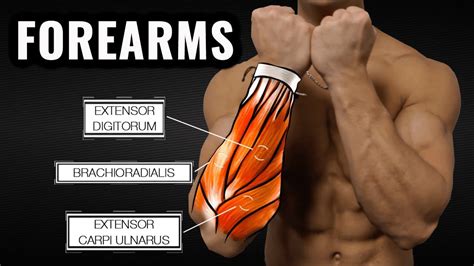 How To Develop Strong Forearms - Bathmost9