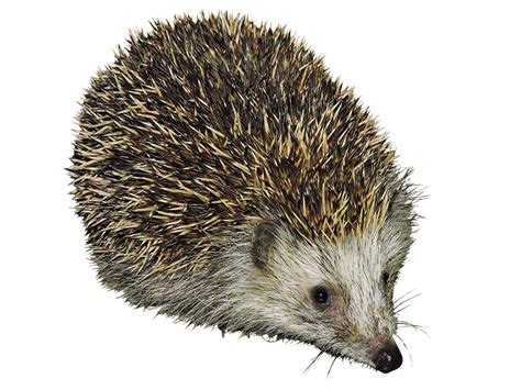 Hedgehog Clipart