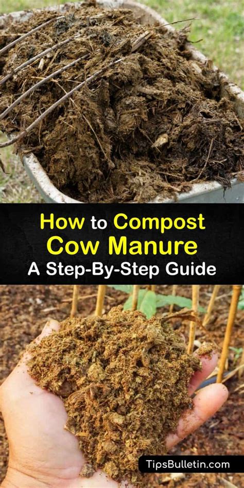 Cow Manure Compost - Best Practices for Composting Cow Poop