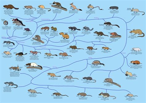 A Guide to Rodent Phylogeny by Albertonykus on DeviantArt | Science ...