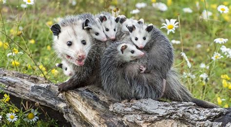 The Possum Problem: What You Need To Know About Possums In The Garden ...