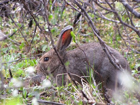 Destination Mike: Wildlife Seen in Banff National Park