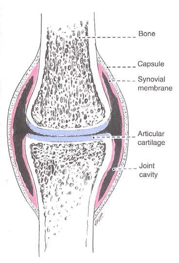 [DIAGRAM] Joint Capsule Diagram - MYDIAGRAM.ONLINE