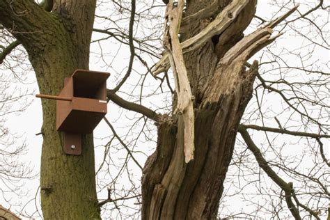 Kestrel Nest Box