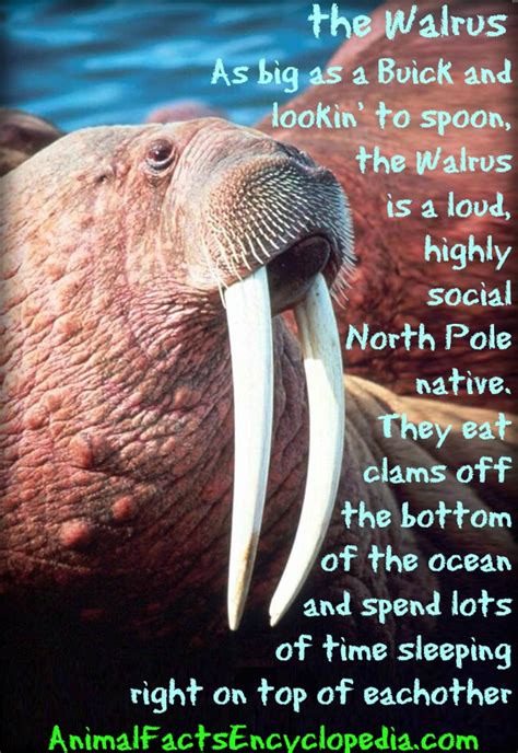 Walrus Facts - Animal Facts Encyclopedia