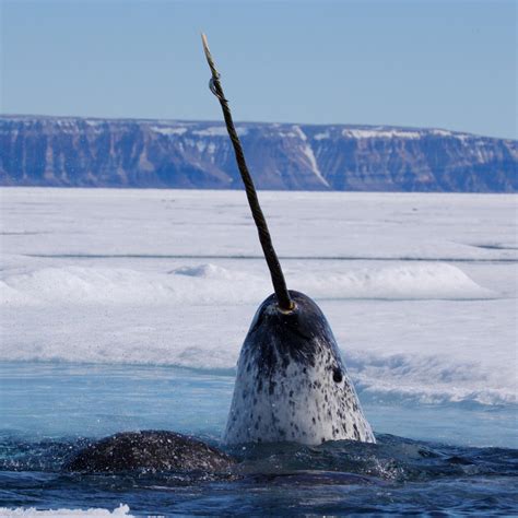 Narwhal, facts and photos