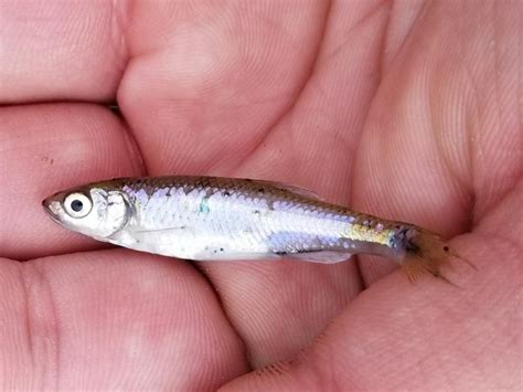 Shiner, Silver blangman | www.roughfish.com