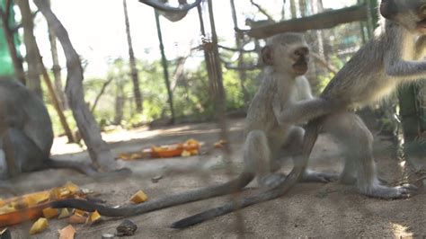 Jealous Alpha Female Steals Baby Monkey From Foster Mom - Vervet Forest ...