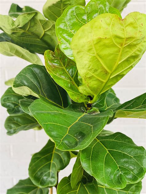 Fiddle Leaf Fig Plant - Large & XL – The Petal Factory