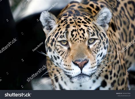 Portrait Jaguar Panthera Onca Natural Habitat Stock Photo 1893937060 ...