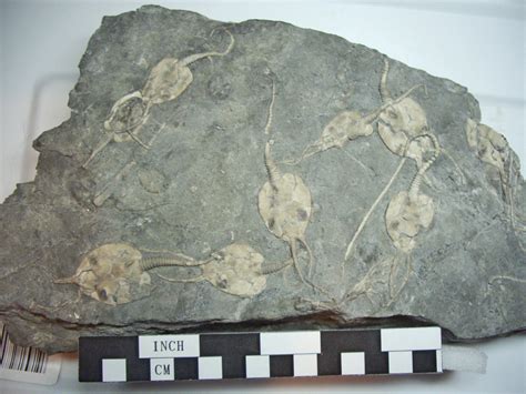 March 2011 Invertebrate / Plant Find Of The Month - Fossil of the Month ...