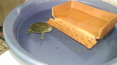 How make turtle house in home - YouTube