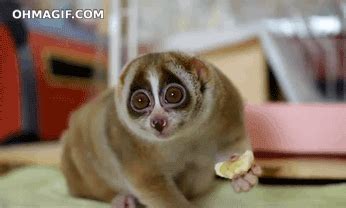 The 25 Cutest Slow Loris GIFs