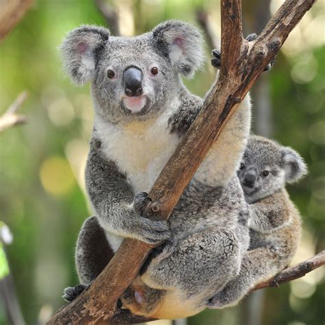 Animal Koala HD Wallpapers - Wallpaper Cave