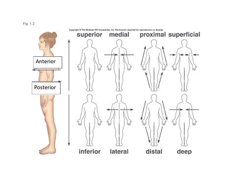 Body Directions