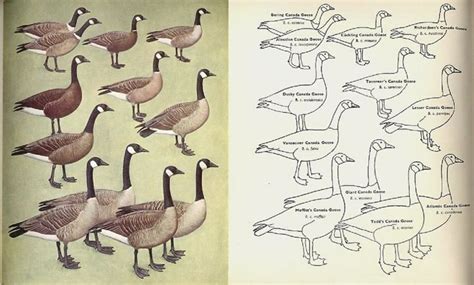 Canada Goose breeds | Geese breeds, Birds, Breeds