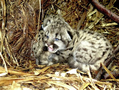 Mountain lion kittens caught on camera in North Bay