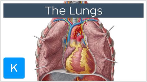 Human Lungs Anatomy