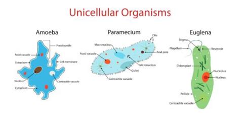 Unicellular Bacteria