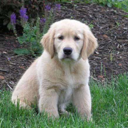 Golden Retriever Puppies Pictures - The Animal Life