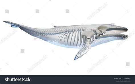 3d Rendered Medical Illustration Whale Anatomy Stock Illustration ...