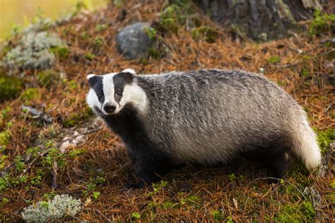 Badger (Meles Meles) - Diet, Habitat and Facts