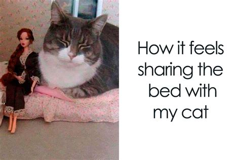 50 Relatable Cat Memes You’ll Probably Wish You Could Tag Your Cat In ...