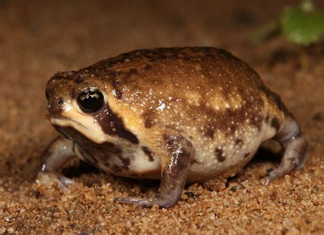 Desert Rain Frog 101: Physical Characteristics, Habitat, Behavior, and ...