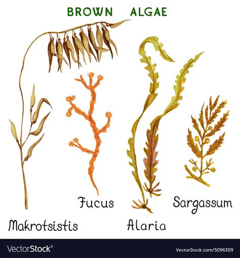 Brown algae Royalty Free Vector Image - VectorStock